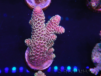 WYSIWYG Acropora tenuis 15A5 mariculture acclimated LED