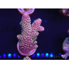 WYSIWYG Acropora tenuis 15A5 mariculture acclimated LED