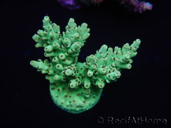 WYSIWYG Acropora 15D8 Australie acclimaté led