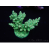 WYSIWYG Acropora 15D8 Australia acclimatato led