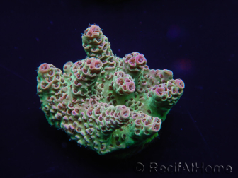 WYSIWYG Acropora 15F1 Australie acclimaté led