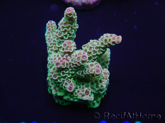 WYSIWYG Acropora 15F9 Mariculture acclimated LED