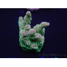 WYSIWYG Acropora 15F9 Mariculture acclimaté led