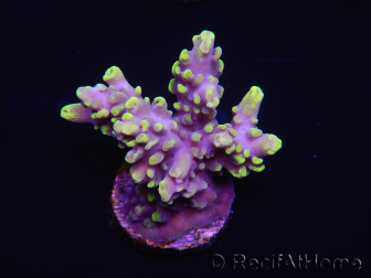 WYSIWYG Acropora 15G2 Australia acclimated LED