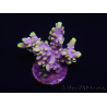 WYSIWYG Acropora 15G2 Australia acclimatata a LED