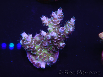 WYSIWYG Acropora 15G9 Australien eingewöhnt LED