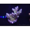 WYSIWYG Acropora 15G9 Australien eingewöhnt LED