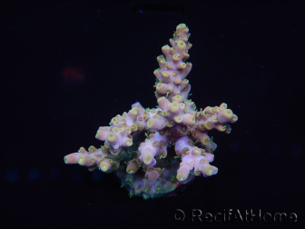 WYSIWYG Acropora rosaria 15I4 Eingewöhnte Marikultur unter LED