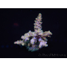 WYSIWYG Acropora rosaria 15I4 Mariculture acclimaté led