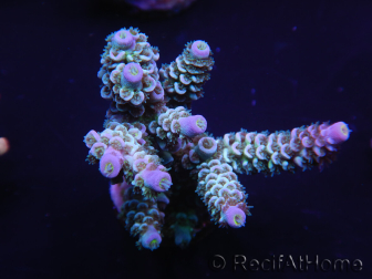 WYSIWYG Acropora millepora 15K5 Maricultura acclimatato led