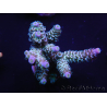 WYSIWYG Acropora millepora 15K5 Maricultura acclimatato led