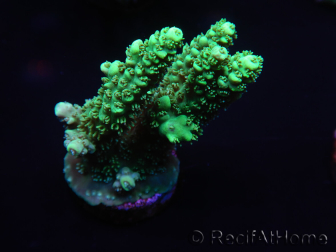 WYSIWYG Acropora millepora 15K6 Mariculture acclimaté led