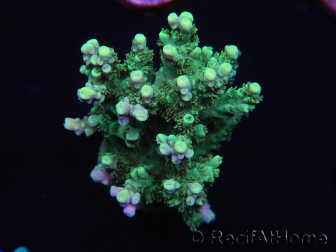 WYSIWYG Acropora millepora 15L6 Mariculture acclimaté led