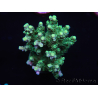 WYSIWYG Acropora millepora 15L6 Maricoltura acclimatata a LED