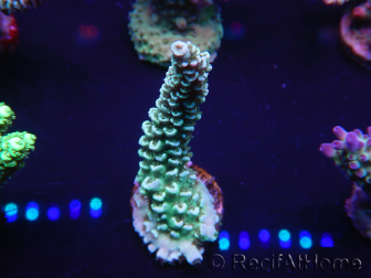 WYSIWYG Acropora millepora 15N3 Maricultura acclimatata a led