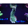 WYSIWYG Acropora millepora 15N3 Maricultura acclimatata a led