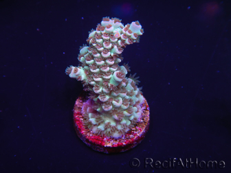 WYSIWYG Acropora 15N7 Mariculture acclimated LED