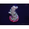 WYSIWYG Acropora 15N7 Mariculture acclimated LED