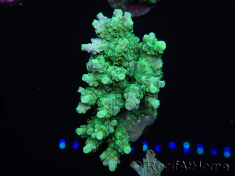 WYSIWYG Acropora millepora 15O9 Maricultura Acclimatato led