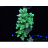 WYSIWYG Acropora millepora 15O9 Mariculture Acclimaté led