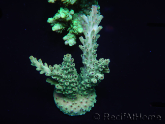 WYSIWYG Acropora millepora 15P4 Maricultura acclimatata led