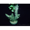 WYSIWYG Acropora millepora 15P4 Maricultura acclimatata led