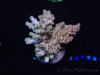 WYSIWYG Acropora aculeus 15P6 Australia Acclimatato LED