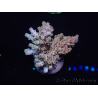 WYSIWYG Acropora aculeus 15P6 Australien Akklimatisiert LED