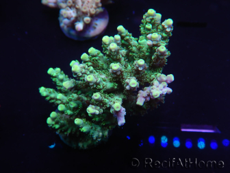 WYSIWYG Acropora millepora 15P8 Mariculture Acclimaté led