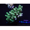 WYSIWYG Acropora millepora 15P8 Mariculture Acclimaté led