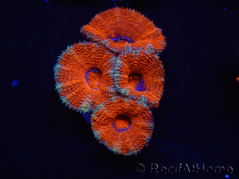 WYSIWYG Micromussa lordhowensis (ex Acanthastrea) 6A4