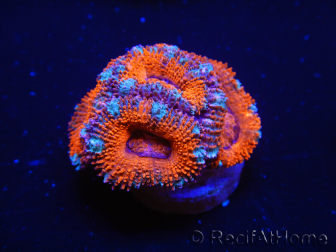 WYSIWYG Micromussa lordhowensis (ex Acanthastrea) 6D1