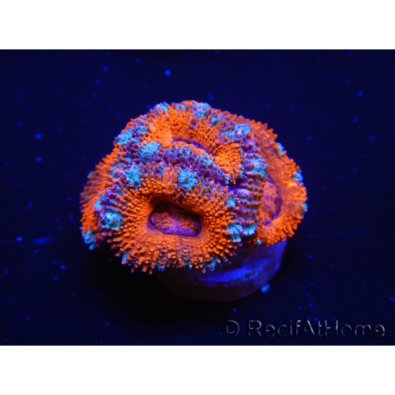 WYSIWYG Micromussa lordhowensis (ex Acanthastrea) 6D1