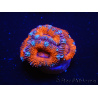 WYSIWYG Micromussa lordhowensis (ex Acanthastrea) 6D1