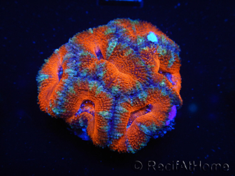 WYSIWYG Micromussa lordhowensis (ehemals Acanthastrea) 6D2