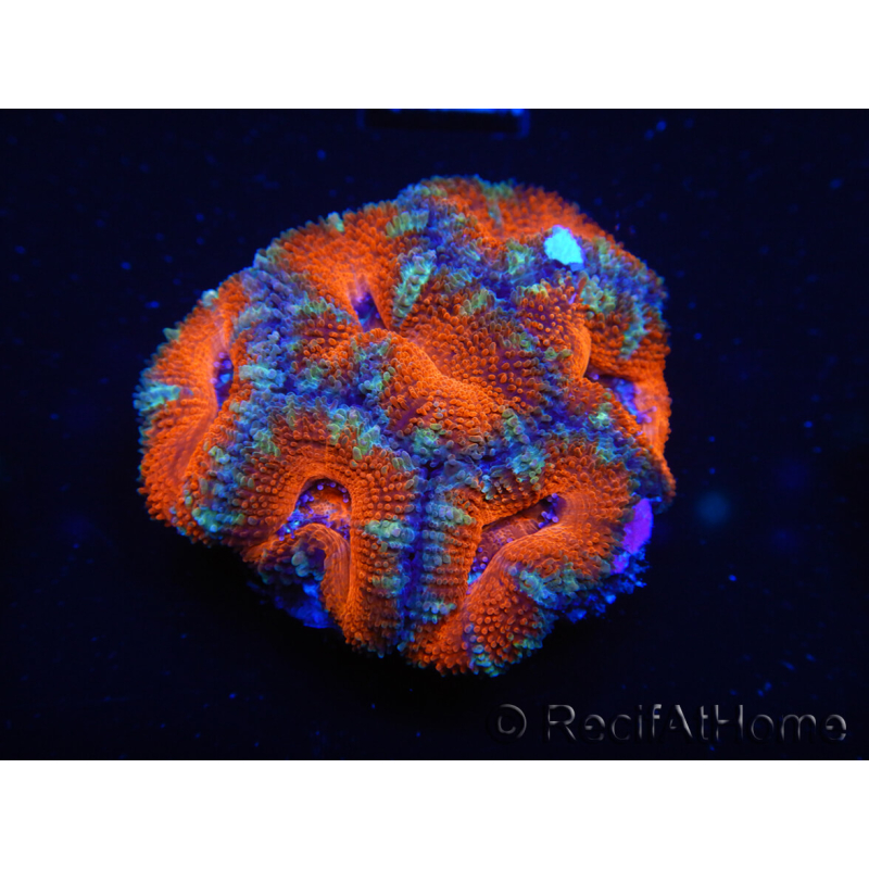 WYSIWYG Micromussa lordhowensis (ex Acanthastrea) 6D2