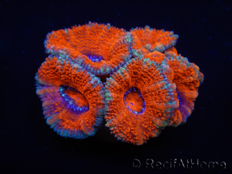 WYSIWYG Micromussa lordhowensis (ex Acanthastrea) 6D3