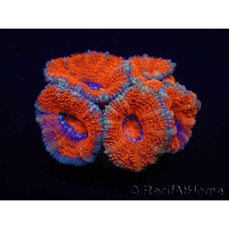 WYSIWYG Micromussa lordhowensis (ex Acanthastrea) 6D3