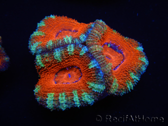 WYSIWYG Micromussa lordhowensis (ex Acanthastrea) 6D4