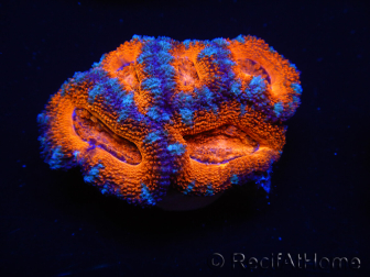 WYSIWYG Micromussa lordhowensis (ex Acanthastrea)6D5