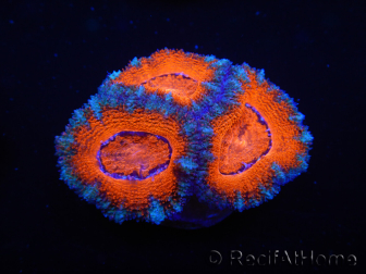 WYSIWYG Micromussa lordhowensis (ex Acanthastrea) 6D8