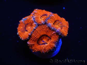 WYSIWYG Micromussa lordhowensis (ex Acanthastrea) 6E3