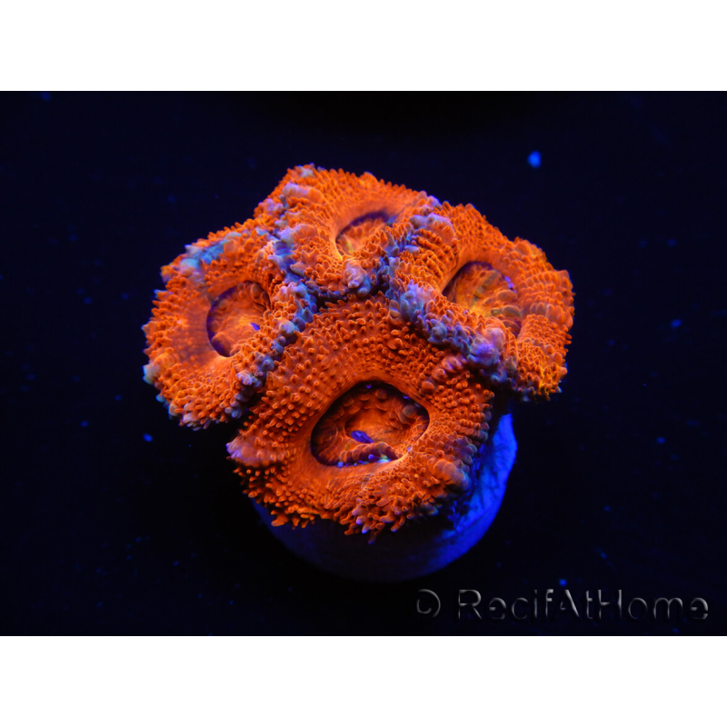 WYSIWYG Micromussa lordhowensis (ex Acanthastrea) 6E3