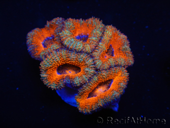 WYSIWYG Micromussa lordhowensis (ehemals Acanthastrea) 6F2