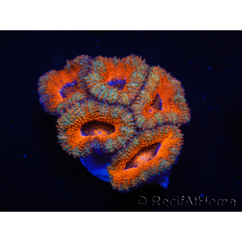 WYSIWYG Micromussa lordhowensis (ehemals Acanthastrea) 6F2