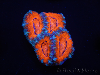 WYSIWYG Micromussa lordhowensis (ehemals Acanthastrea) 6F3