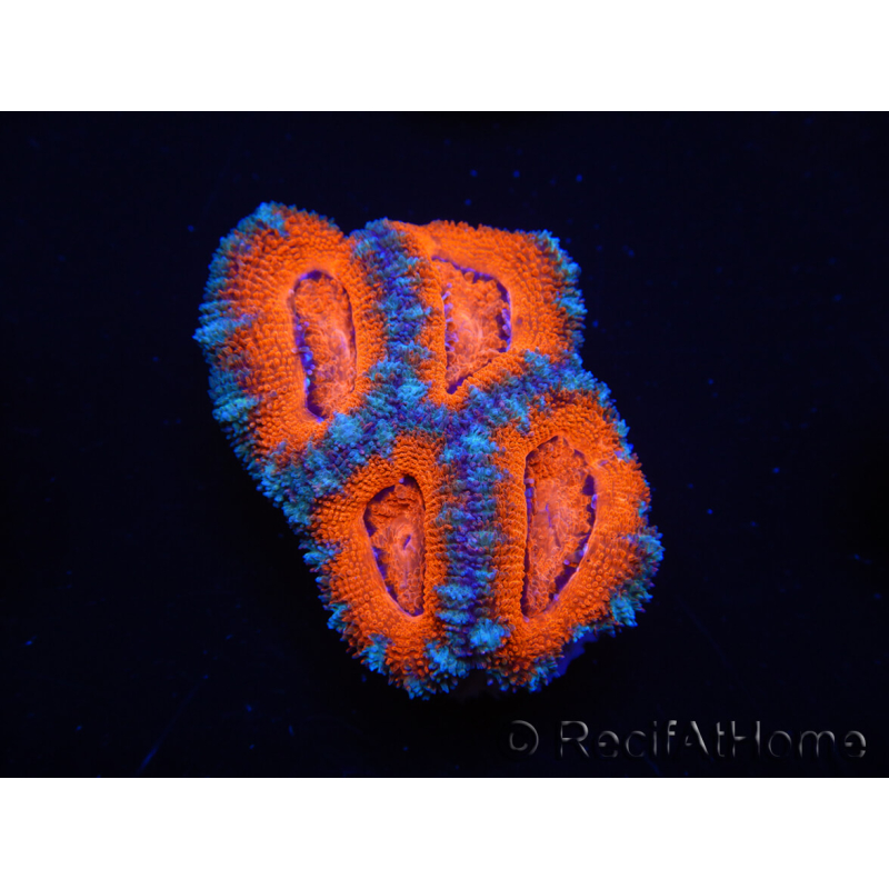 WYSIWYG Micromussa lordhowensis (ehemals Acanthastrea) 6F3