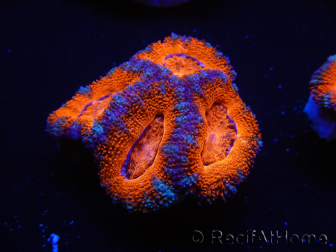 WYSIWYG Micromussa lordhowensis (formerly Acanthastrea) 6F5