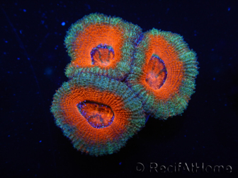 WYSIWYG Micromussa lordhowensis (ehemals Acanthastrea) 6F6