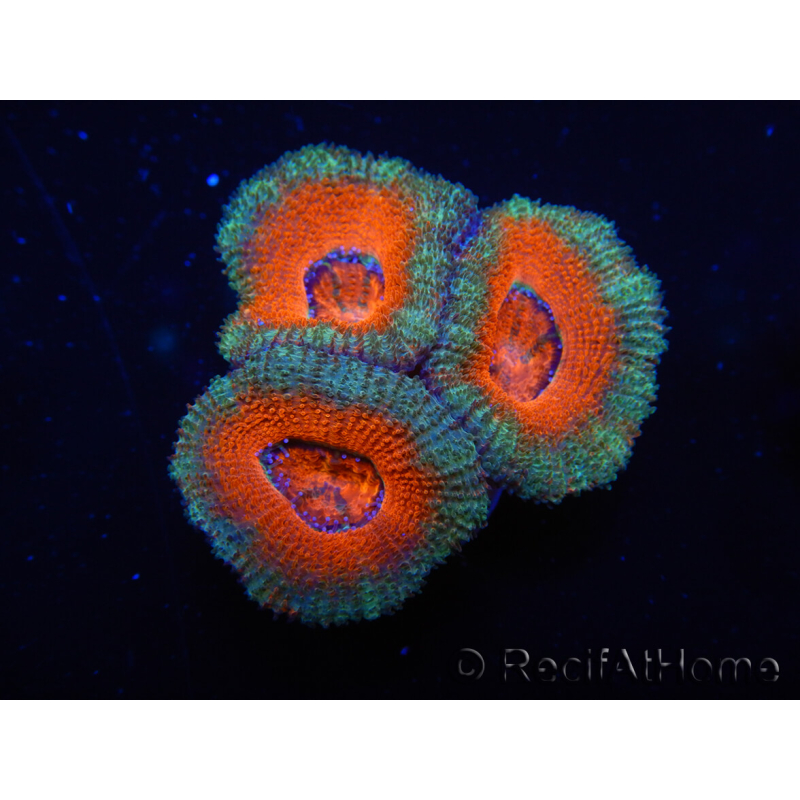 WYSIWYG Micromussa lordhowensis (ex Acanthastrea) 6F6